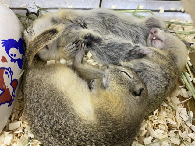 リチャードソンジリス