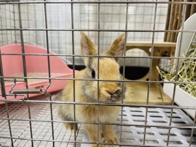 ミニウサギ