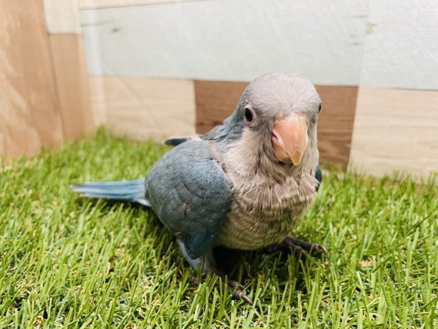 オキナインコ
