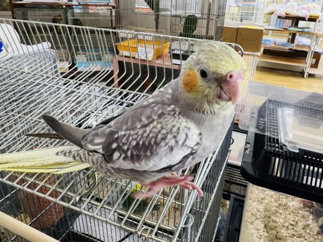 オカメインコ