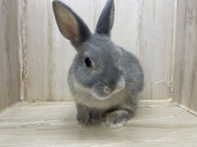 ネザーランドドワーフ