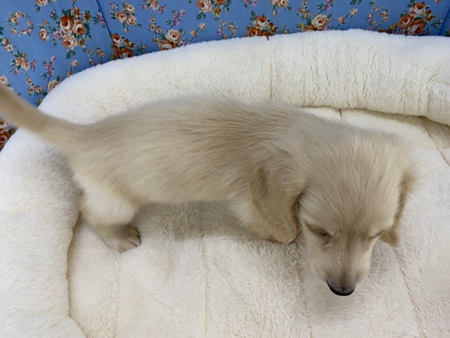 ミニチュアダックス