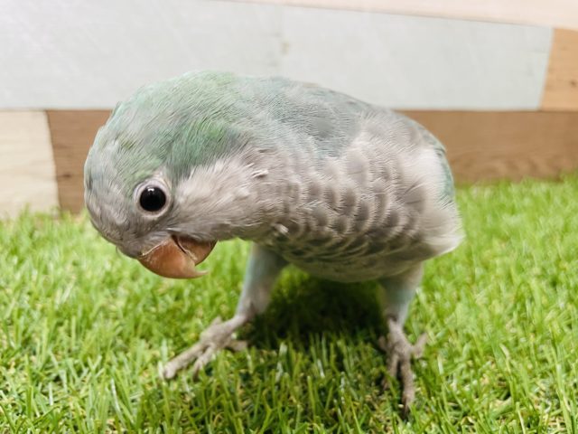 オキナインコ