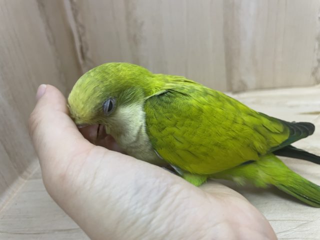 オキナインコ