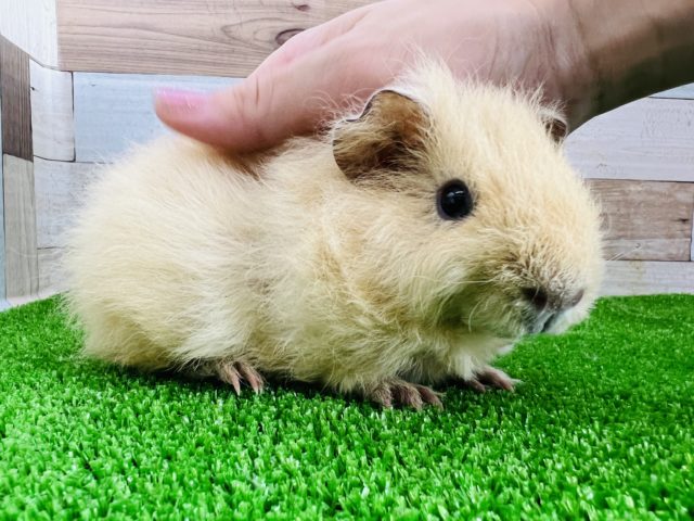 テディモルモット