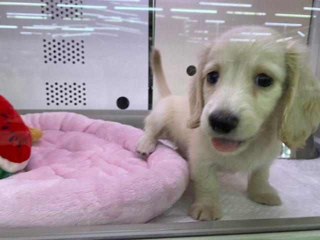 ミニチュアダックス