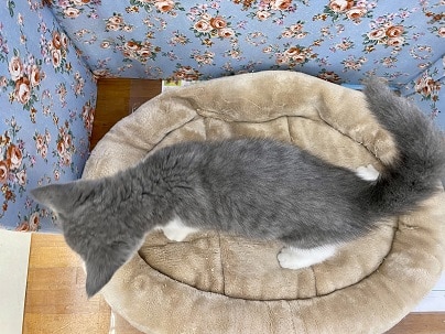 スコティッシュフォールド