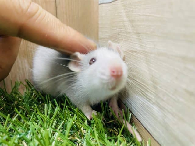 ファンシーラット