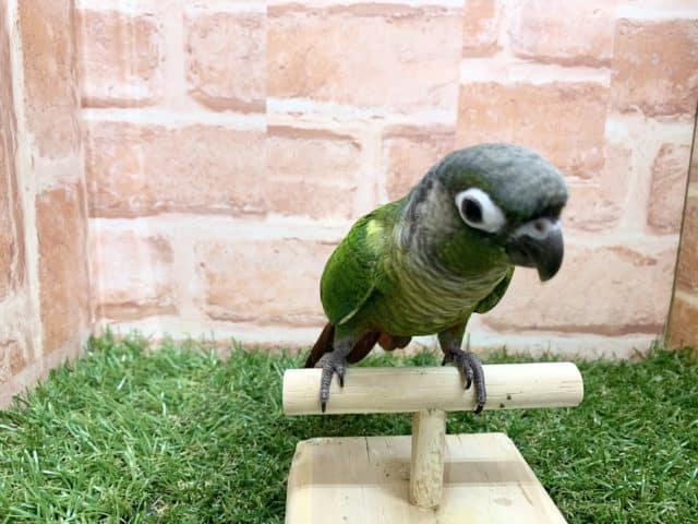 べたなれ♡ウロコインコがやってきた! ホオミドリウロコインコ
