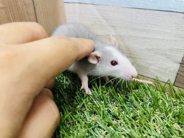 ファンシーラット