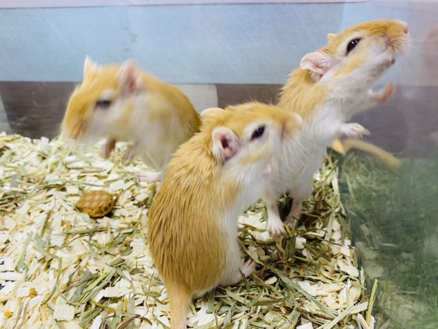 カラージャービル（スナネズミ）