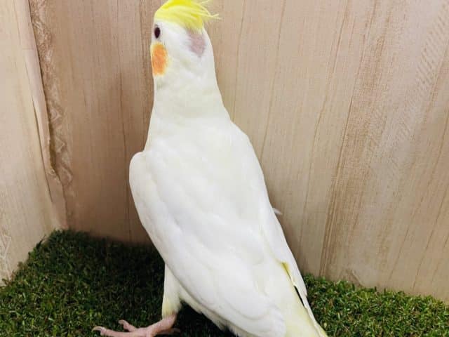 オカメインコ