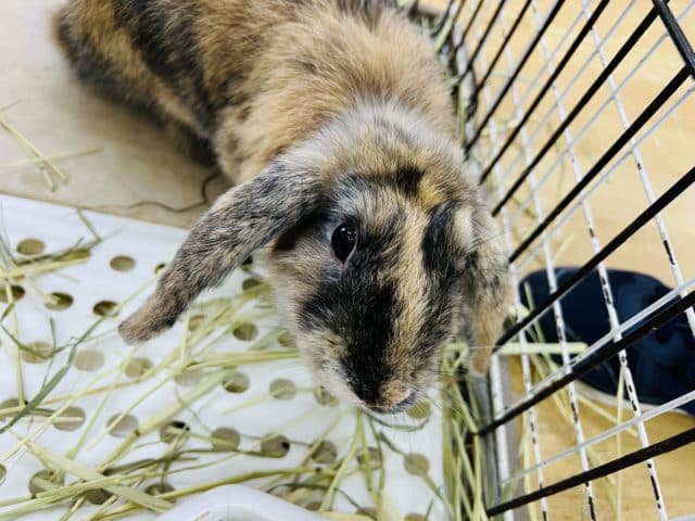 ロップイヤーラビット