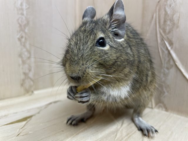 最新画像になりますよ!おやつの持ち方は二刀流!? デグー ノーマル デグー