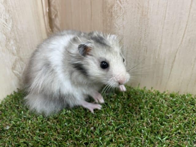 ゴールデンハムスター