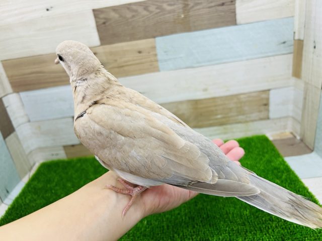 ジュズカケバト