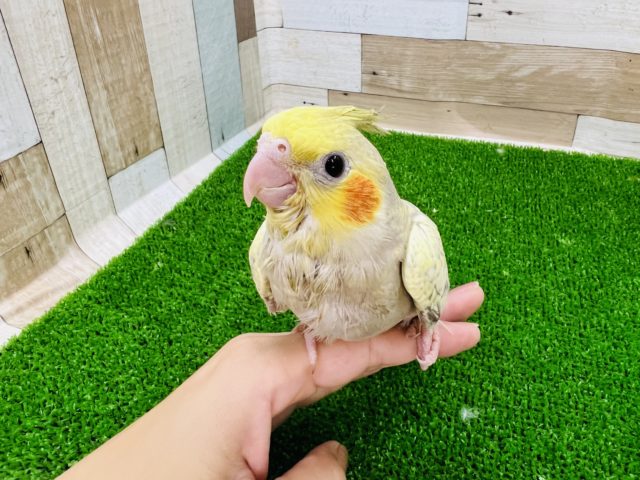 オカメインコ