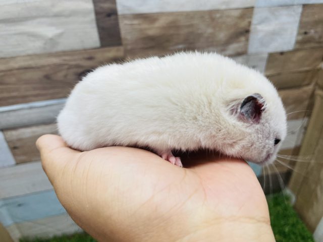 ゴールデンハムスター