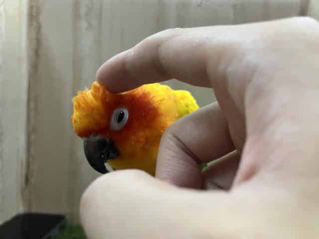 コガネメキシコインコ