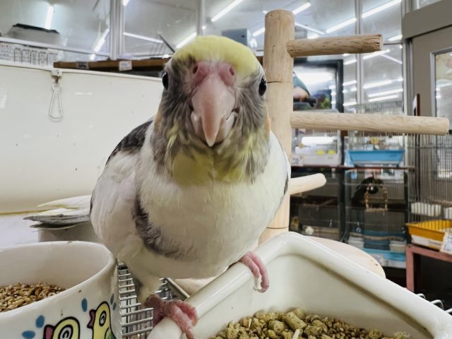 ガングロ〜♪手乗りのパイドのオカメインコ オカメインコ
