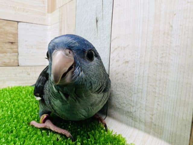 サザナミインコ