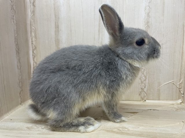 ネザーランドドワーフ