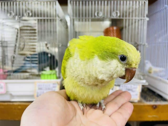オキナインコ