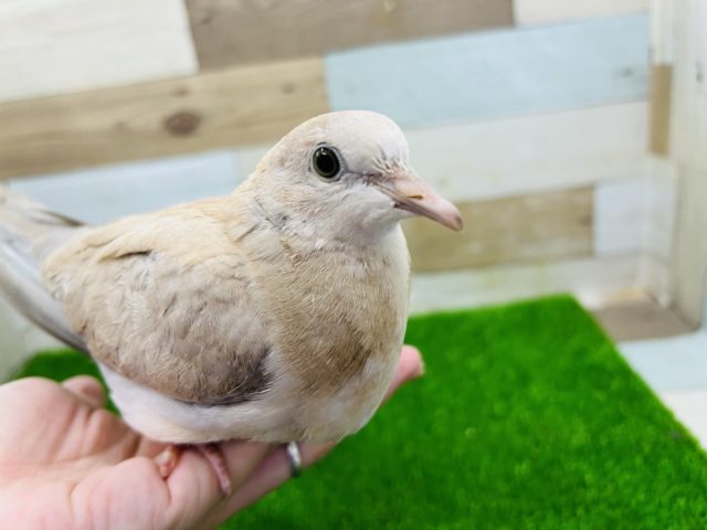 ジュズカケバト