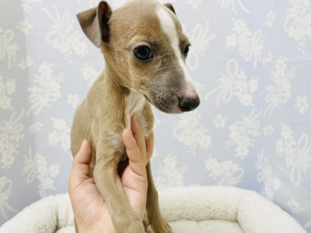 イタリアングレーハウンド