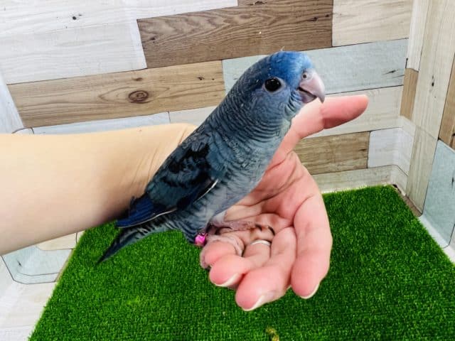 サザナミインコ