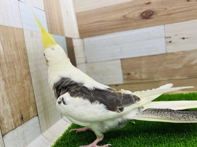 オカメインコ