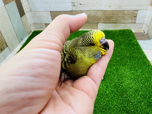 ジャンボセキセイインコ