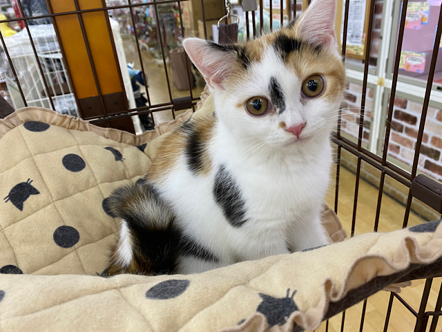 スコティッシュフォールド