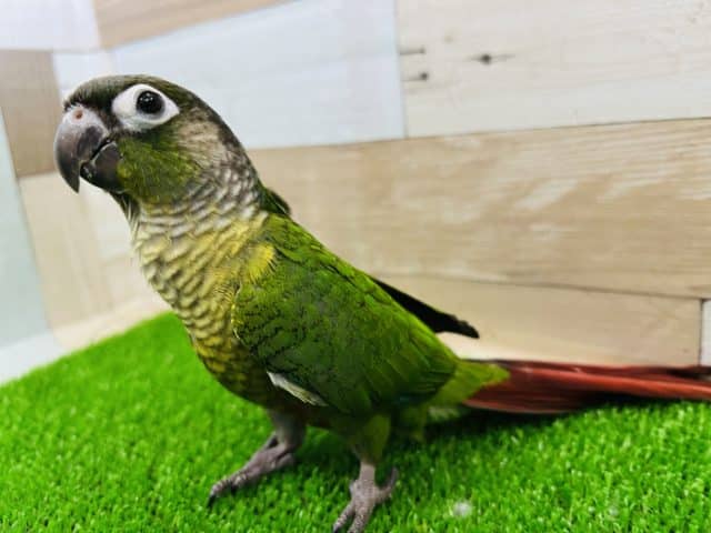 ホオミドリウロコインコ