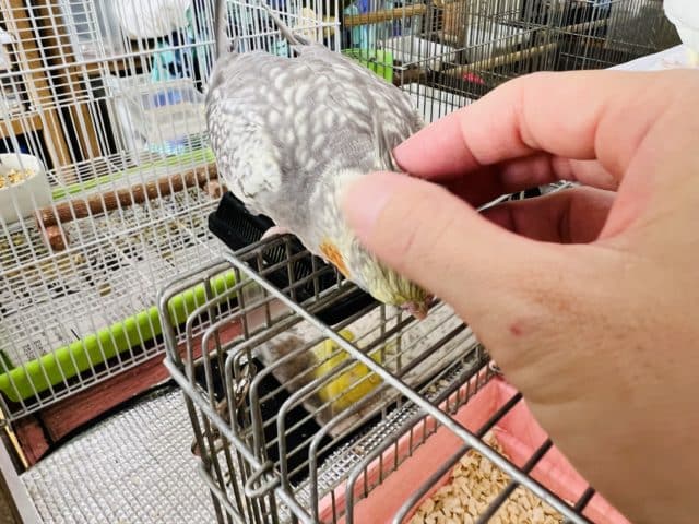オカメインコ