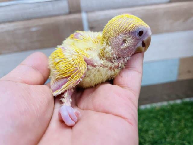 コザクラインコ（小桜インコ）