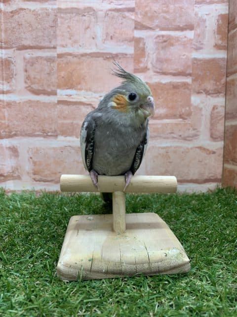 オカメインコ