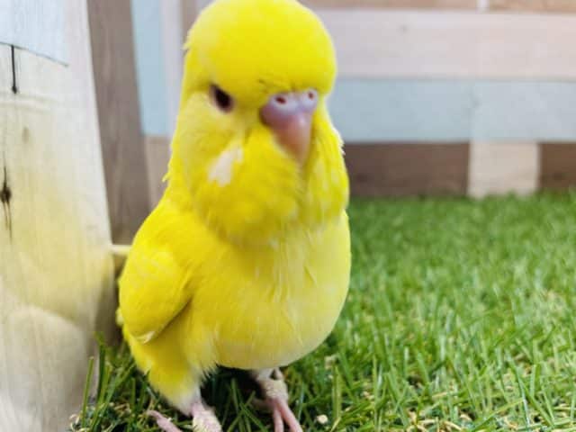 ジャンボセキセイインコ