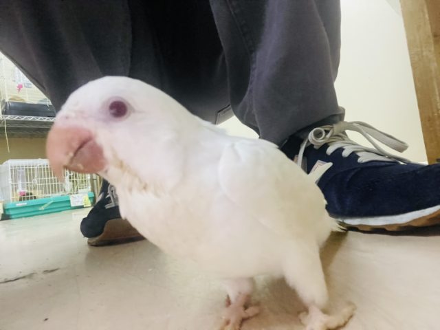 オキナインコ