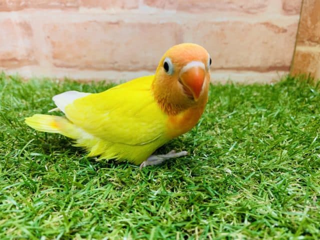 綺麗なカラー♪♪ ヤマブキイエローボタンインコ入舎です!! ヤマブキボタンインコ