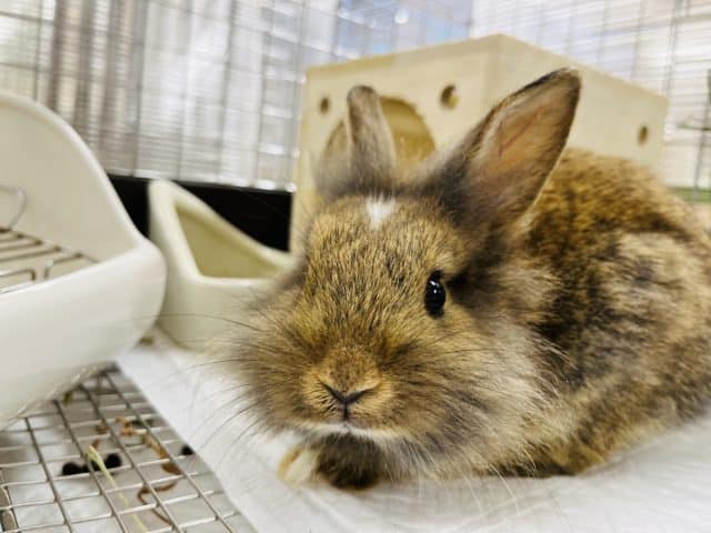 ライオンラビット