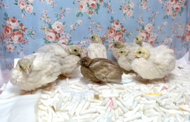 ヒメウズラちゃんず入舎しました♪🐥 7/18 ヒメウズラ