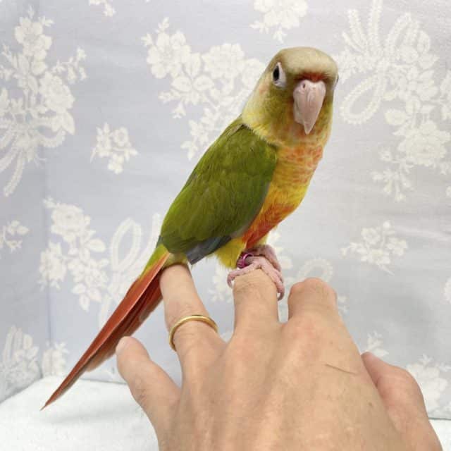 ホオミドリウロコインコ