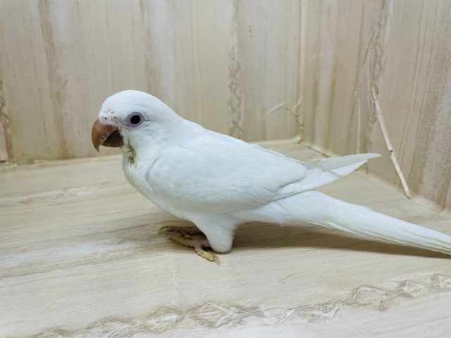オキナインコ