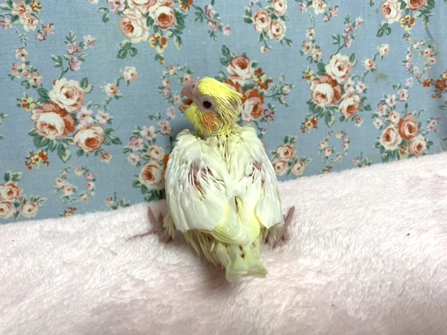 オカメインコ