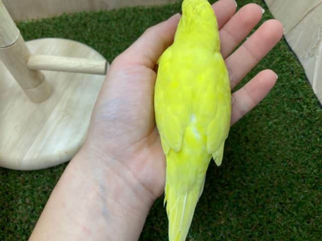 セキセイインコ