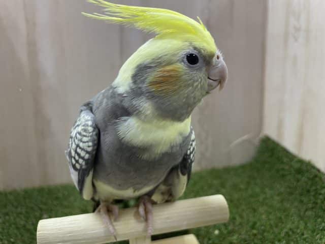 オカメインコ