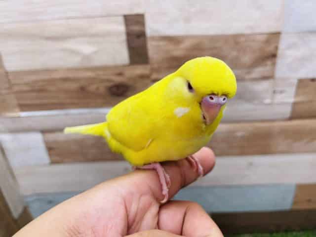 ジャンボセキセイインコ