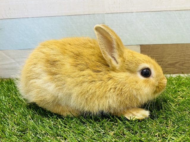 ミニウサギ