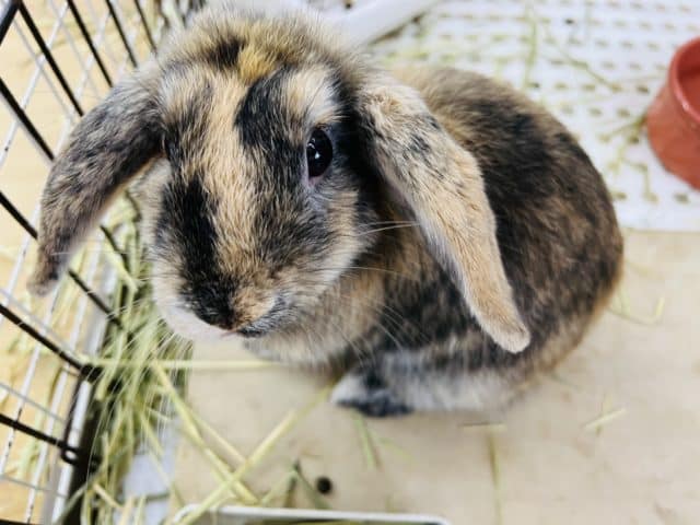 ロップイヤーラビット